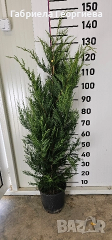 Кипарис Лейланд 