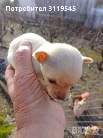 Продавам мини чихуахуа 