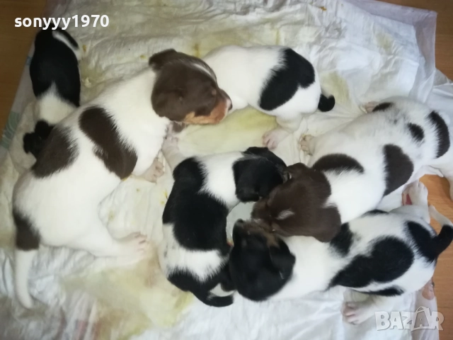 ДЖАК РЪСЕЛ-250ЛВ ЗА БРОЙ 0409252000, снимка 4 - Джак ръсел териер - 51608760