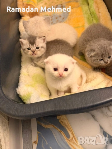 Британски късокосместа и шотландски клепоухи, снимка 3 - Британска късокосместа - 53698757