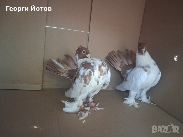 Продавам гълъбите от снимките, снимка 3 - Гълъби - 51548384