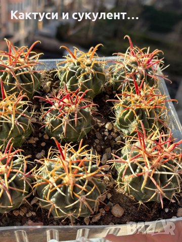 Кактуси FEROCACTUS LATISPINUS, снимка 3 - Градински цветя и растения - 44320408