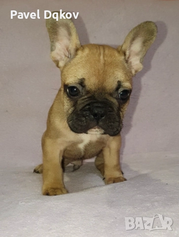 Френски булдог/Френски булдочета, снимка 8 - Френски булдог - 52546110