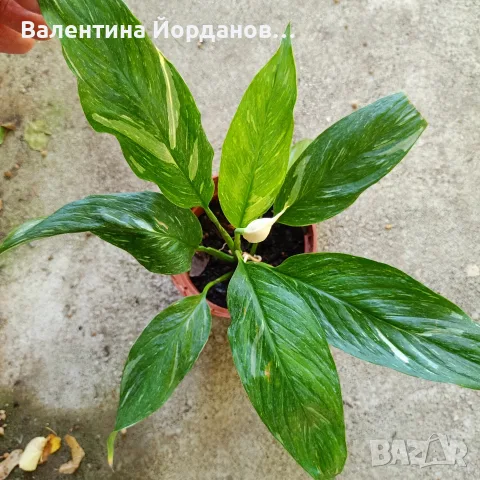 стайни цветя единични бройки , снимка 8 - Стайни растения - 55803796