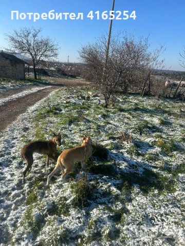 Продавам кучета грейхаунд(хрътки), снимка 7 - Други - 53578737