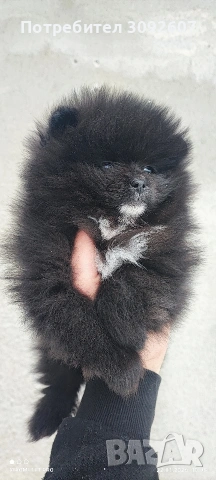 Померанче момче , снимка 2 - Померан - 53193406