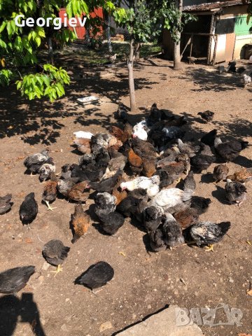 Големи КАТУНСКИ пилета, снимка 1 - Кокошки и пуйки - 41337228