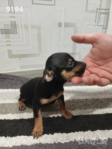 пинчер момче 