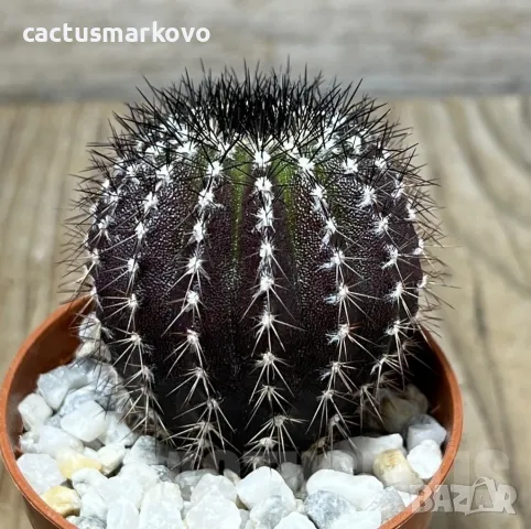 Uebelmannia pectinifera