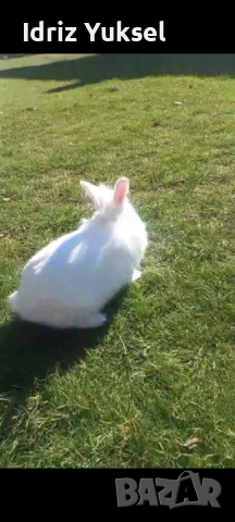 Декоративен заек, снимка 2 - Декоративни зайчета - 53113468