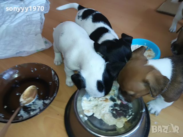 ДЖАК МЪЖКО ЖЕНСКО СЛАДКО КУЧЕНЦЕ 2903221133, снимка 12 - Джак ръсел териер - 36267106