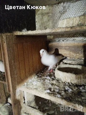 продавам гълъби различни породи , снимка 2 - Гълъби - 51160431
