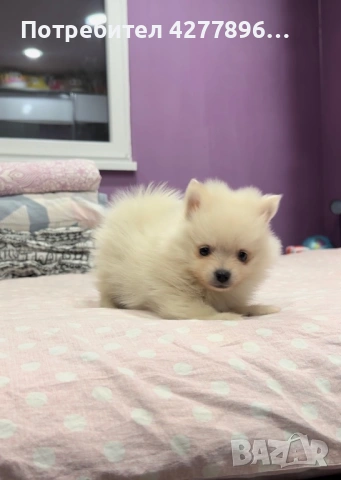 Померан , снимка 3 - Померан - 53680027