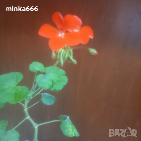 Оранжево мушкато, снимка 1 - Стайни растения - 41373735