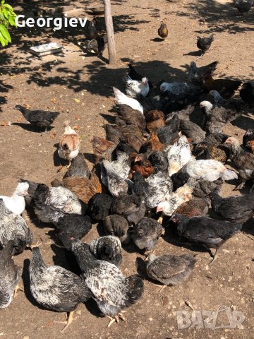 Катунски пилета и кокошки , снимка 15 - Кокошки и пуйки - 41230194