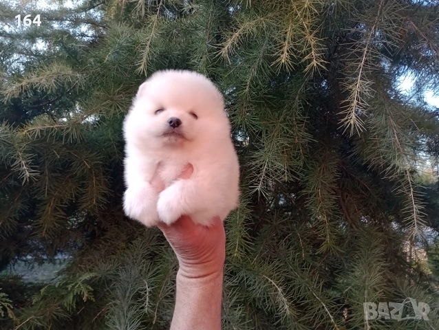 Бели и кремави мъжки кученца Шпиц. , снимка 2 - Шпиц - 53863245