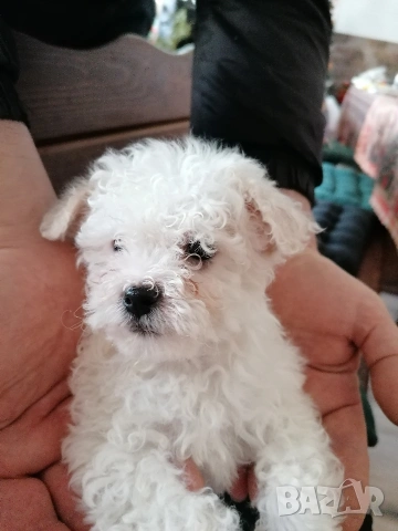 Бишон фризе момче , снимка 3 - Болонка - 53403173