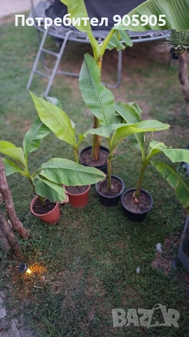 Студоустойчив банан, снимка 4 - Градински цветя и растения - 51402264