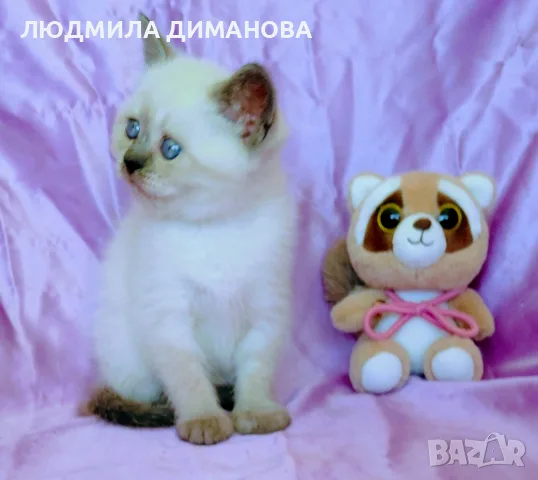 Шотландско момиче със сини очи. , снимка 7 - Британска късокосместа - 56358555