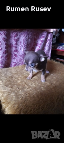 Продавам Чихуахуа женско, снимка 4 - Чихуахуа - 52933468
