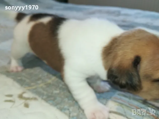 ДЖАК РЪСЕЛ ВИДИН-КУПУВАМЕ КУЧЕ 0104251735, снимка 7 - Джак ръсел териер - 49728785