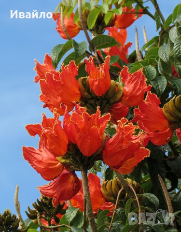 Африканско дърво-лале - семена