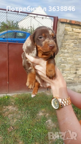 Мини дакел, снимка 4 - Дакели - 51759013