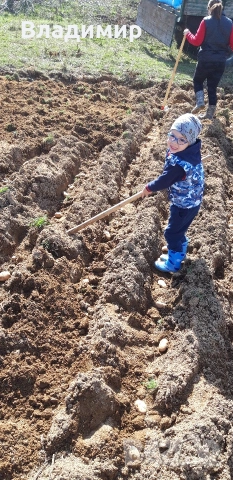 Картофи Агрия, снимка 5 - Домашни продукти - 47100075