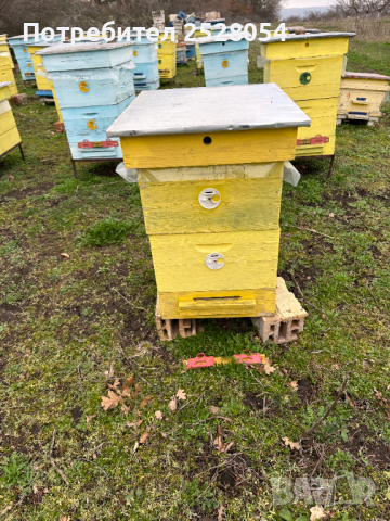 Продавам пчелни семейства с многокорпусен кошери, снимка 14 - За пчели - 44828345