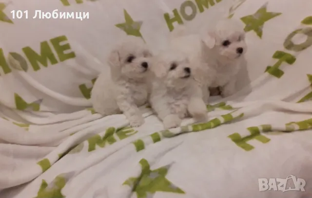 Бишон фризе -Френска болонка, снимка 5 - Болонка - 47445605