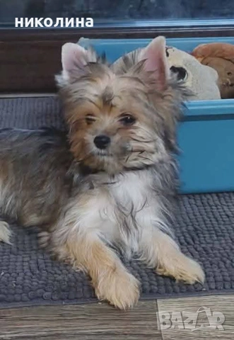 продавам йоркширски териер , снимка 5 - Йоркширски териер - 53471449