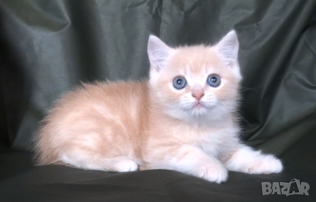 Британско късокосместо златисто котенце, снимка 1