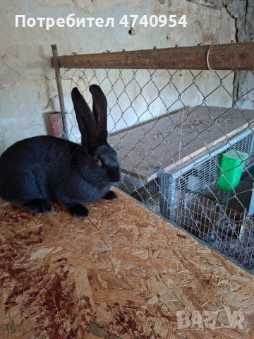 зайци, снимка 3 - Други - 53513096