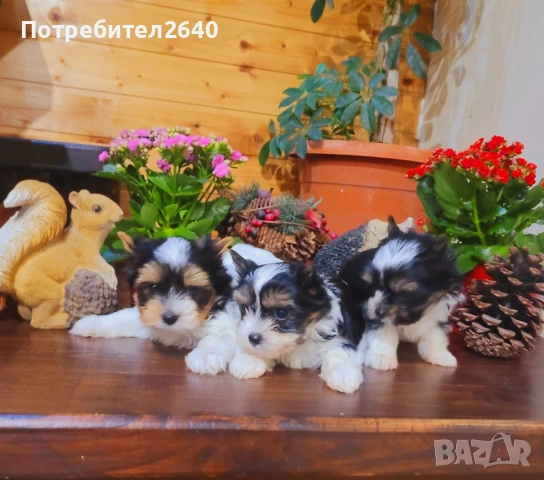 Бивер Йоркширски териер-бивър