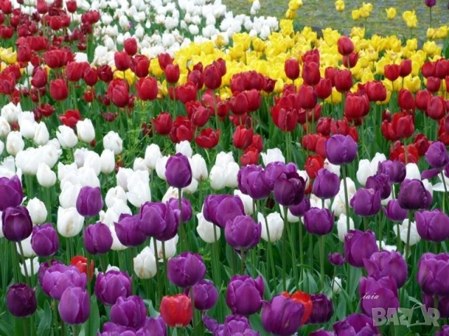 луковици на лалета