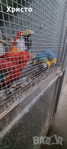 Продавам чифт Ари , снимка 3 - Папагали - 52542276