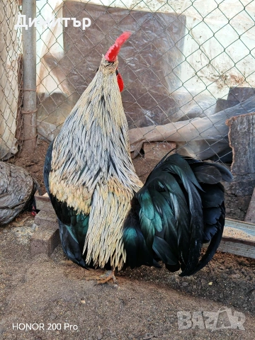 Разплодни яйца от Шведски Исбар , снимка 14 - други­ - 31902849