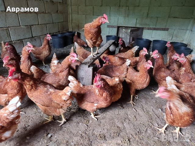 домашни кокоши яйца, снимка 3 - други­ - 42474882