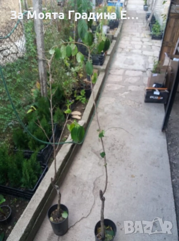 Райска ябълка 4 вида , снимка 7 - Градински цветя и растения - 53620414