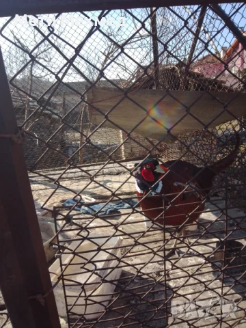 фазан мъжки, снимка 3 - други­ - 51336308