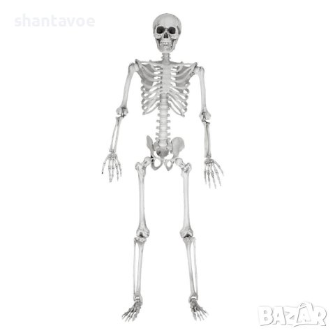 Човешки скелет в естествен размер 170 см - декор за парти, снимка 9 - Декорация за дома - 42576077