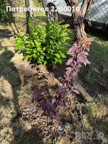 Двуетажна къща в село Голец, снимка 9 - Къщи - 53569308