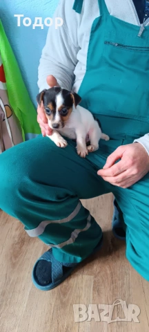 Джак Ръсел териер , снимка 4 - Джак ръсел териер - 53402733