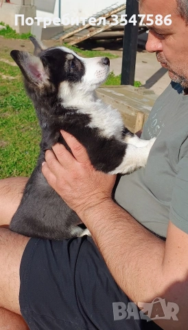 Трицветно кученце Уелско корги пембрук - мъжки, снимка 10 - Други - 53220591