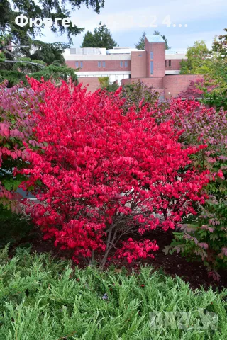 Oгнен храст - Euonymus alatus, снимка 6 - Разсади - 55709563