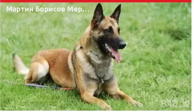 белгийска овчарка, снимка 2 - Белгийска овчарка - 56168164