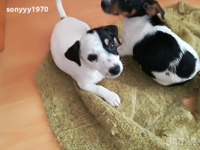джак ГОЛЯМА СЛАДУРАНКА 1504220930, снимка 14 - Джак ръсел териер - 36463398