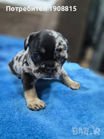 френски булдог, снимка 4 - Френски булдог - 52645925