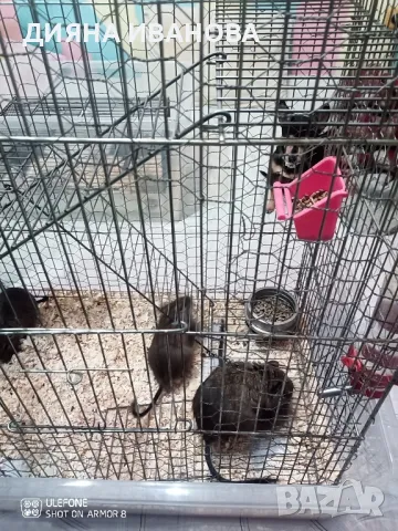 Катерички дегу, снимка 10 - Търси партньор - 48394449