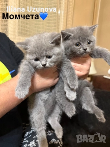 Уникални британски котенца , снимка 3 - Британска късокосместа - 52529757